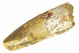 Spinosaurus Tooth - Real Dinosaur Tooth #249326-1